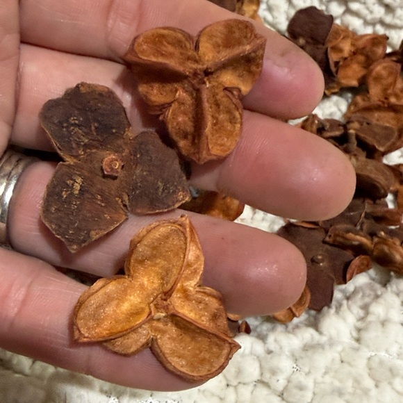 Other - Three-Petal Natural carrotWood pods Accents - Warm Brown